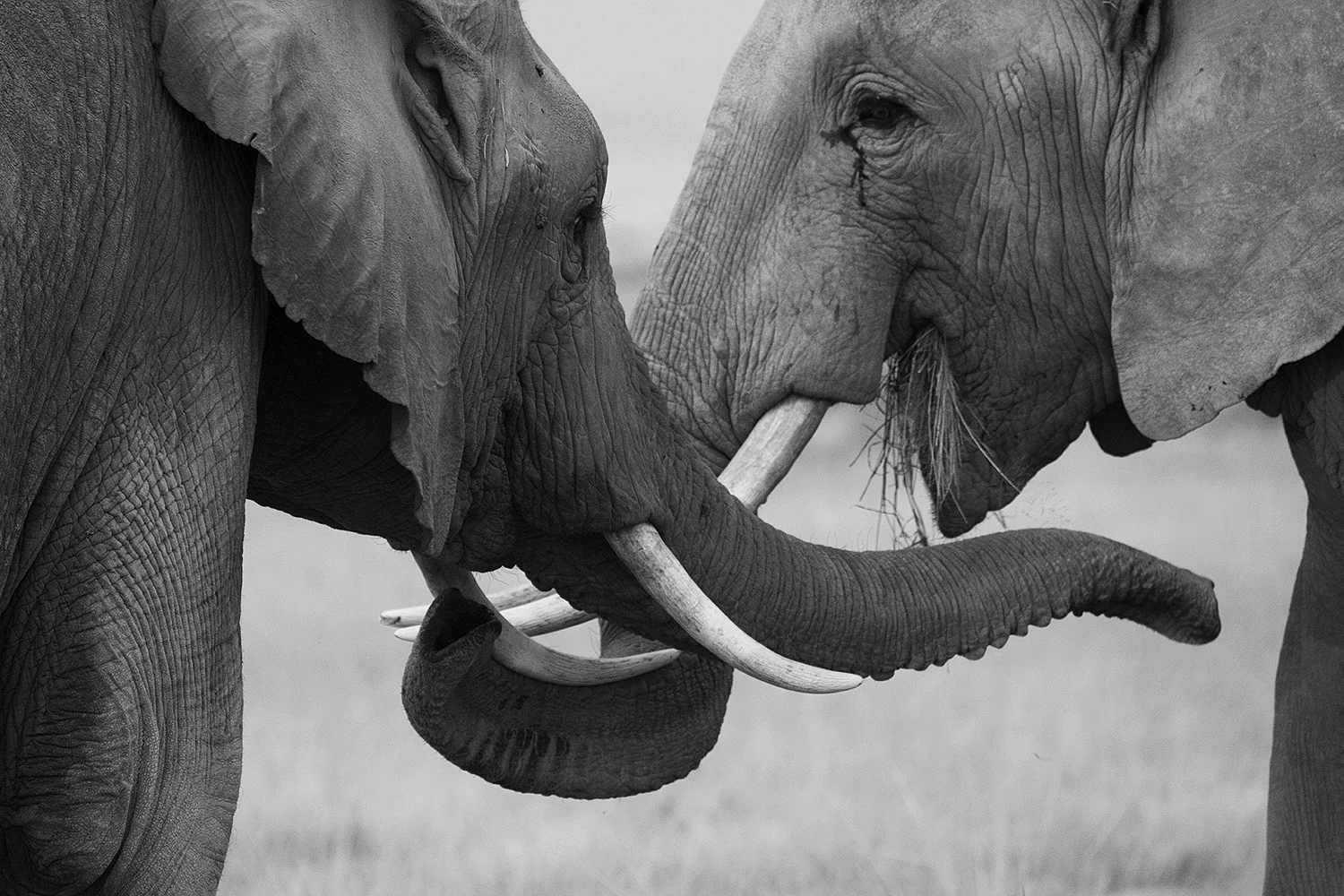 Amboseli Elephants V- 210