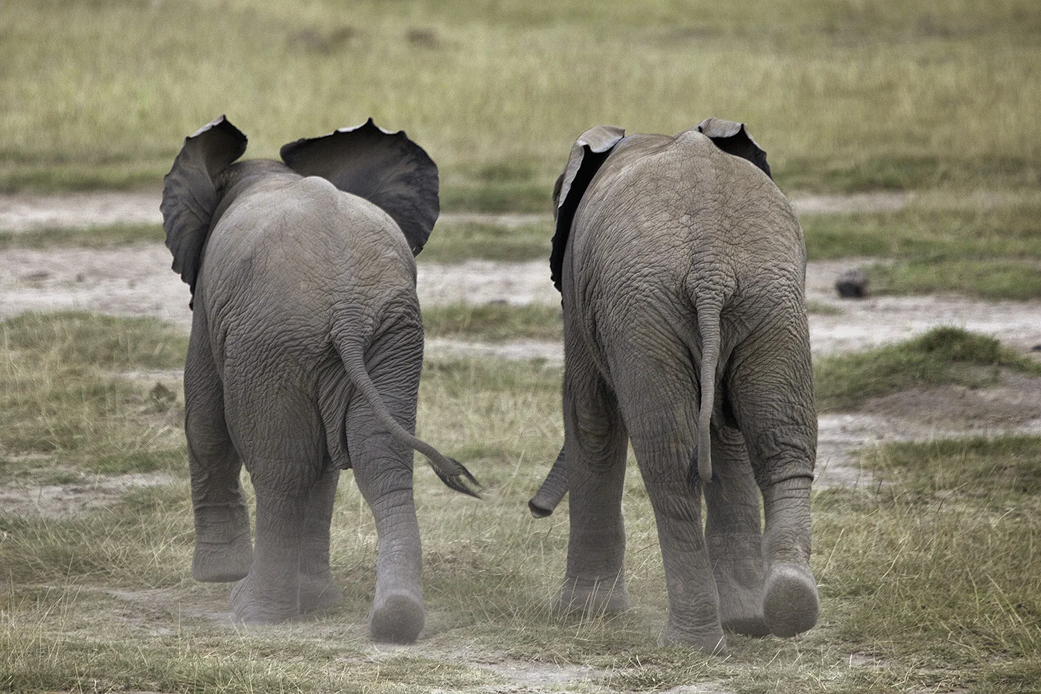 Amboseli Elephants VI- 186