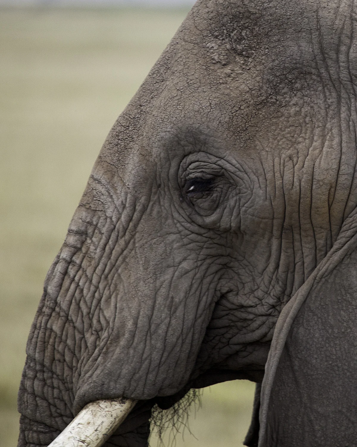 Amboseli Elephants VII- 187