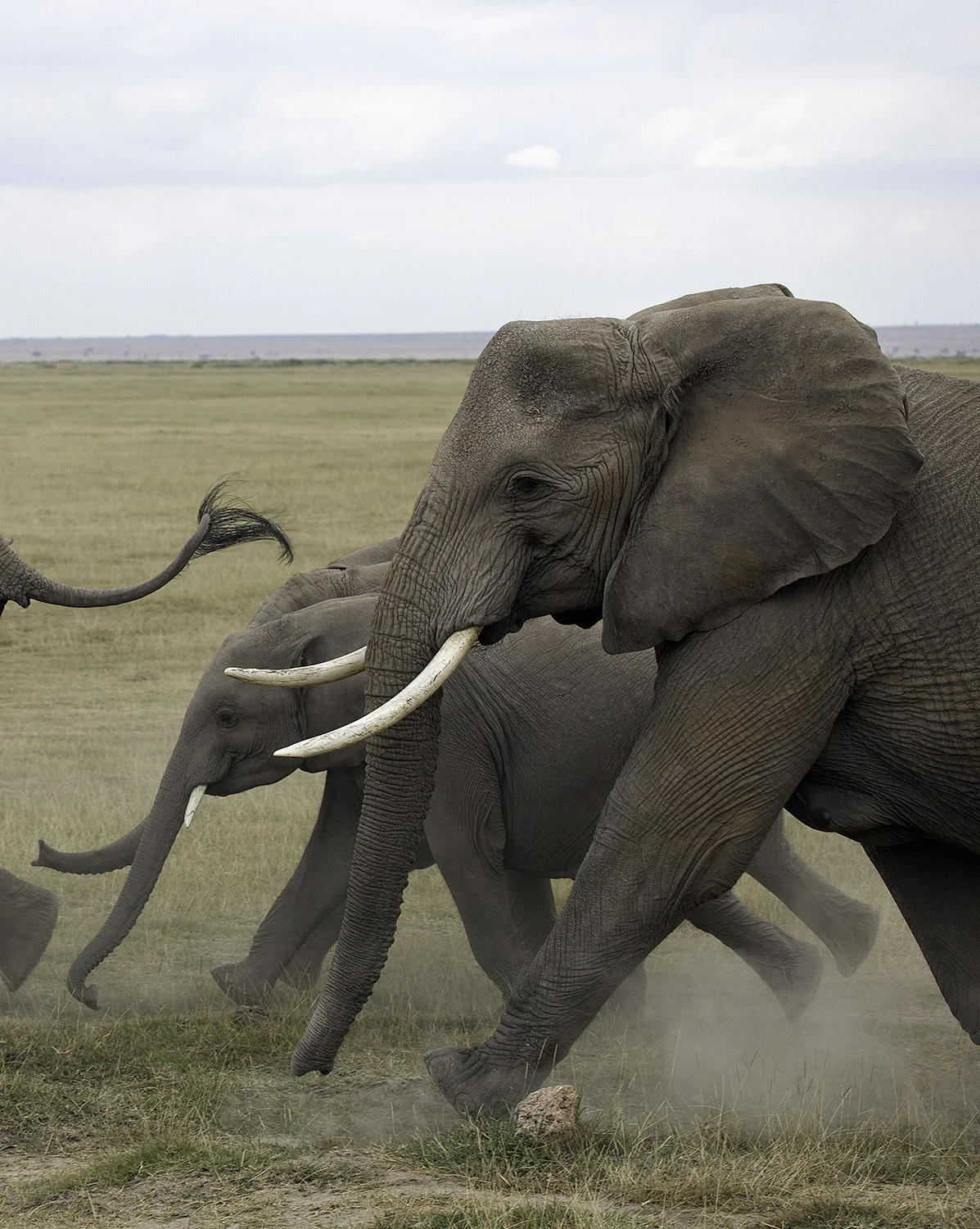 Amboseli Elephants VIII- 188