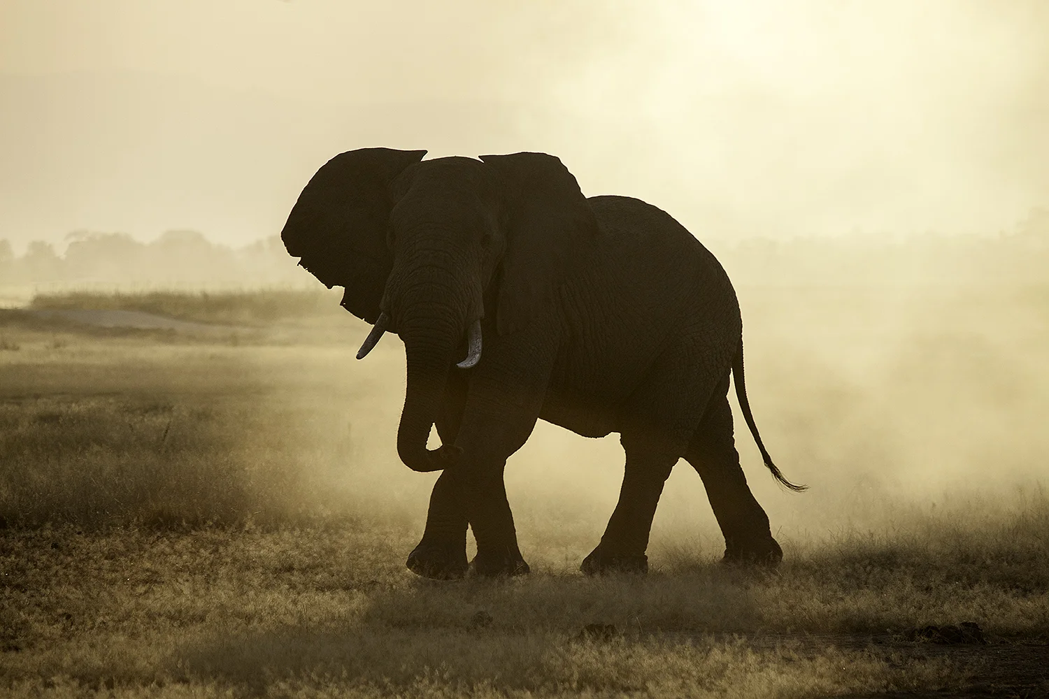 Amboseli Elephants X- 194