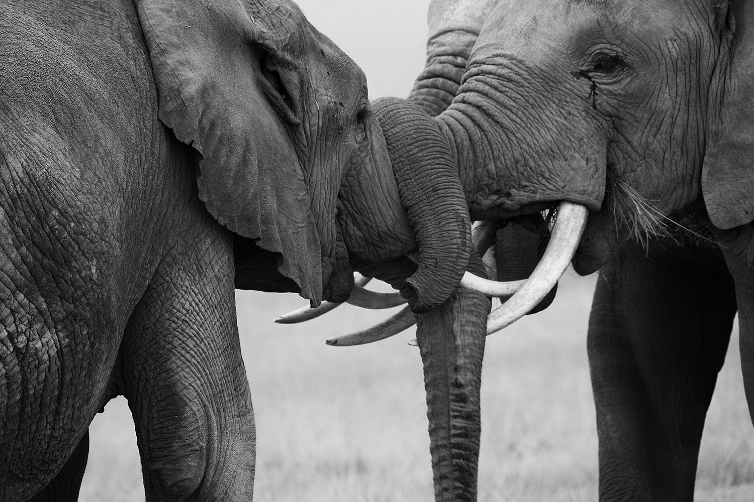 Amboseli Elephants XI- 196