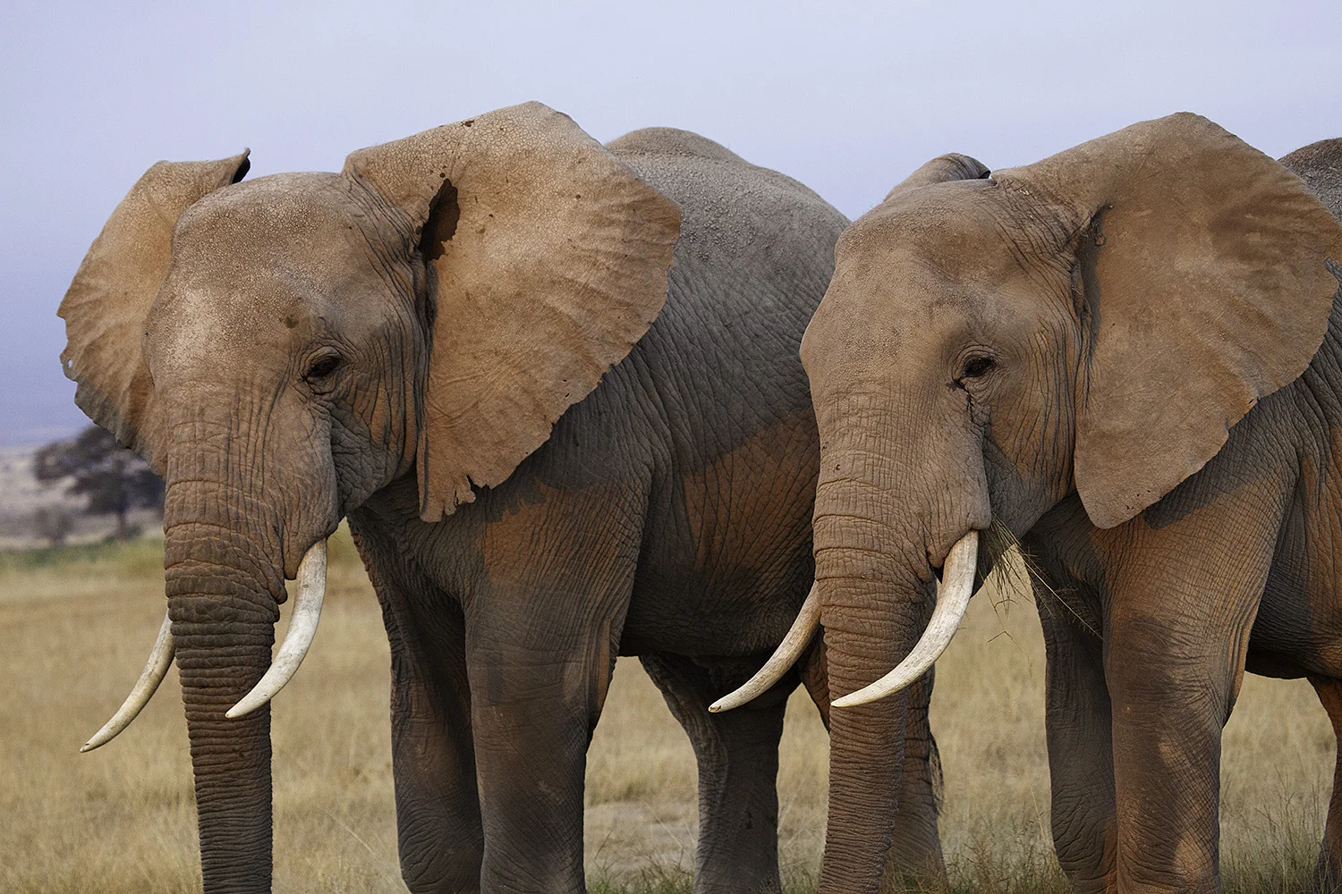 Amboseli Elephants XII- 197