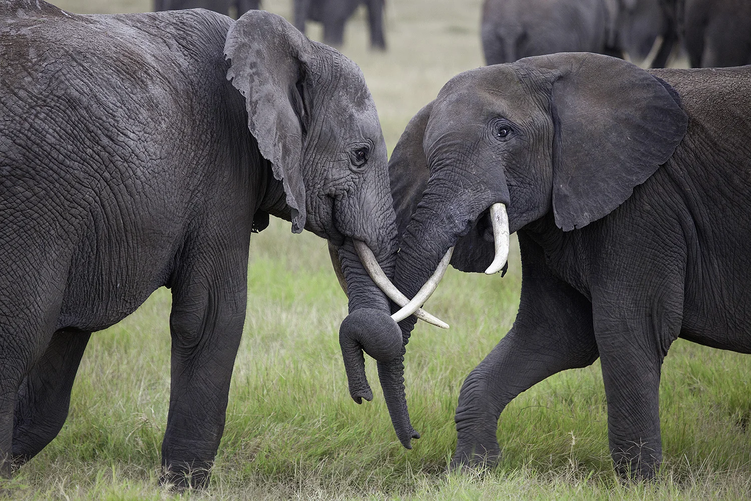 Amboseli Elephants XV- 203