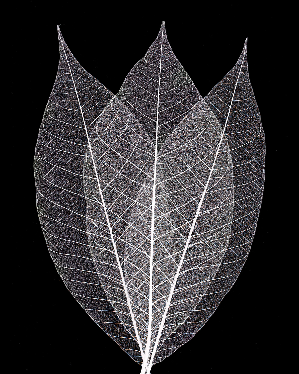 Leaf Pattern I- 204