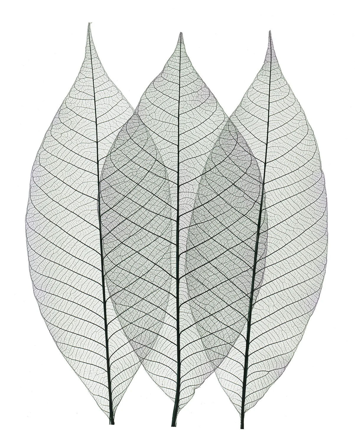 Leaf Pattern II- 205