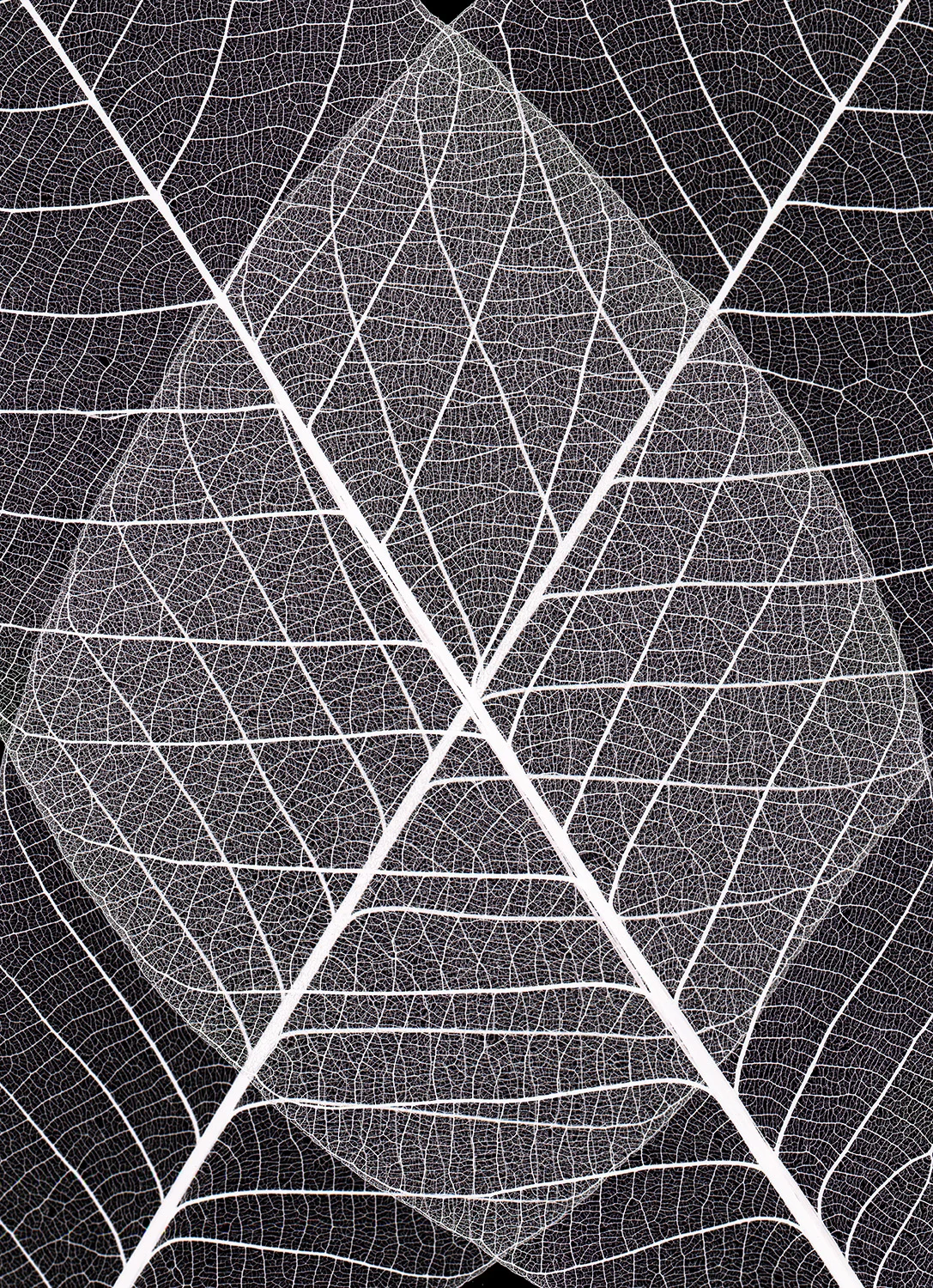 Leaf Pattern III- 206