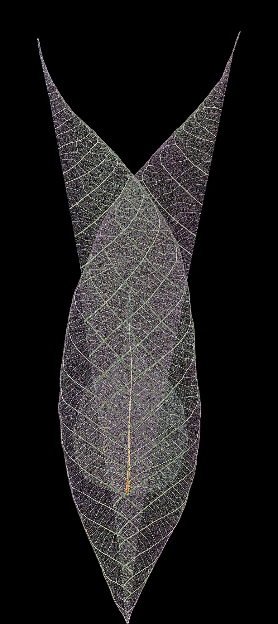 Leaf Pattern VI- 209