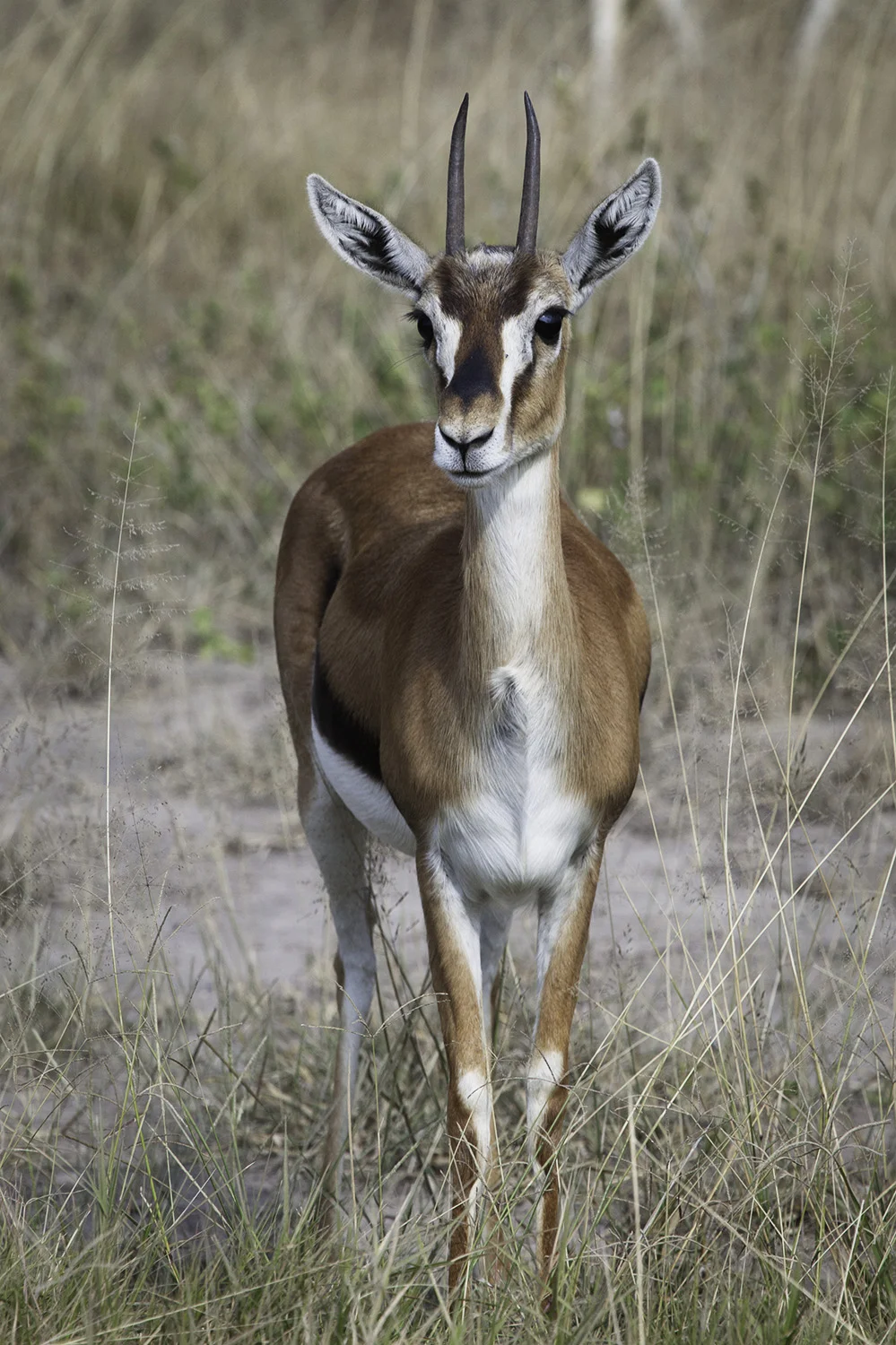 Thompson's Gazelle- 190
