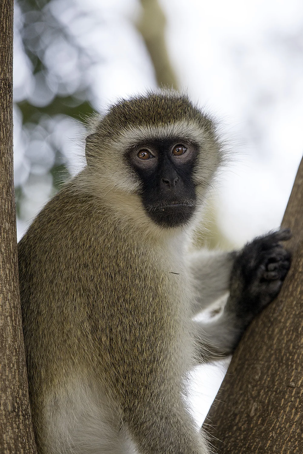 Vervet Monkey I- 198