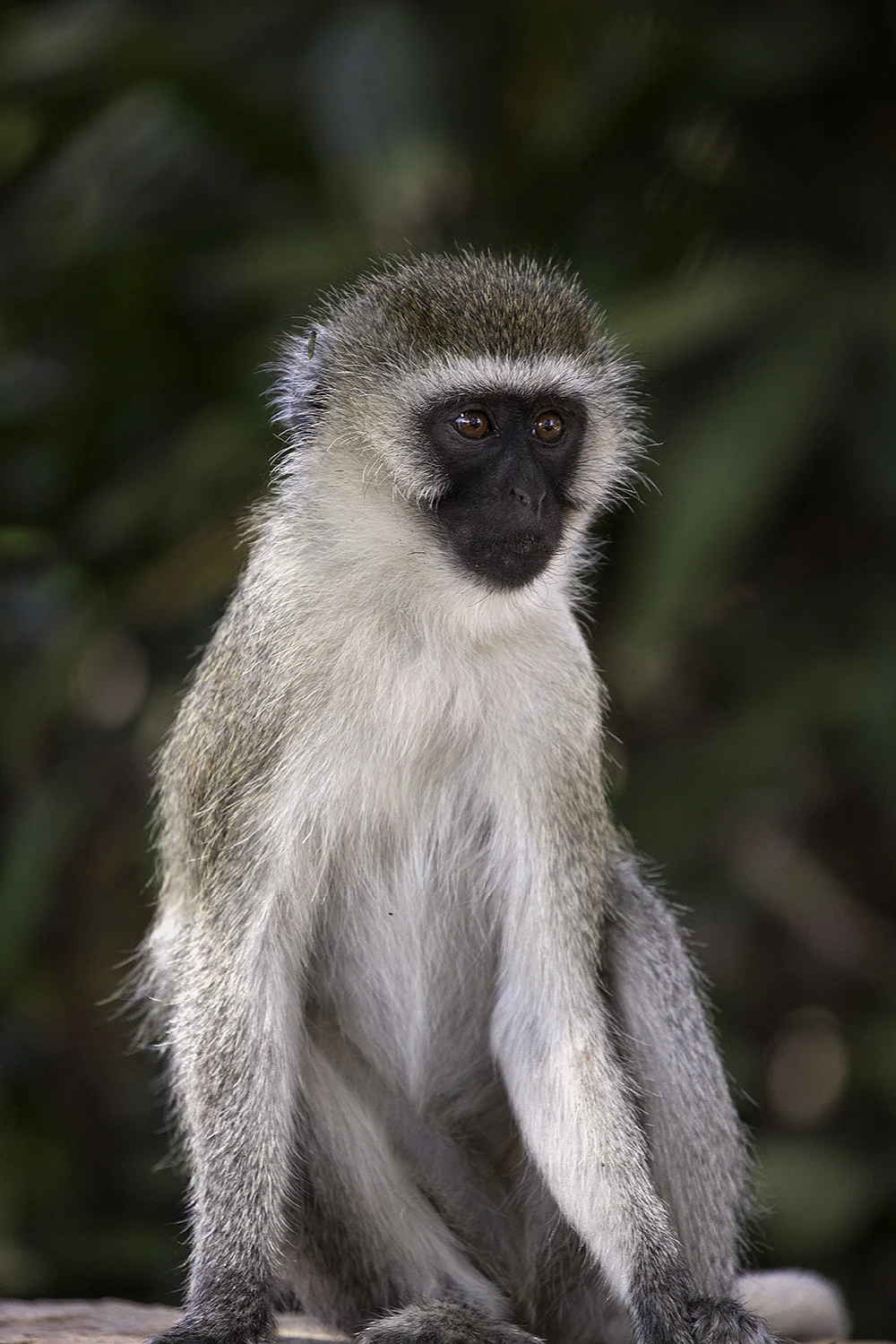 Vervet Monkey II- 199
