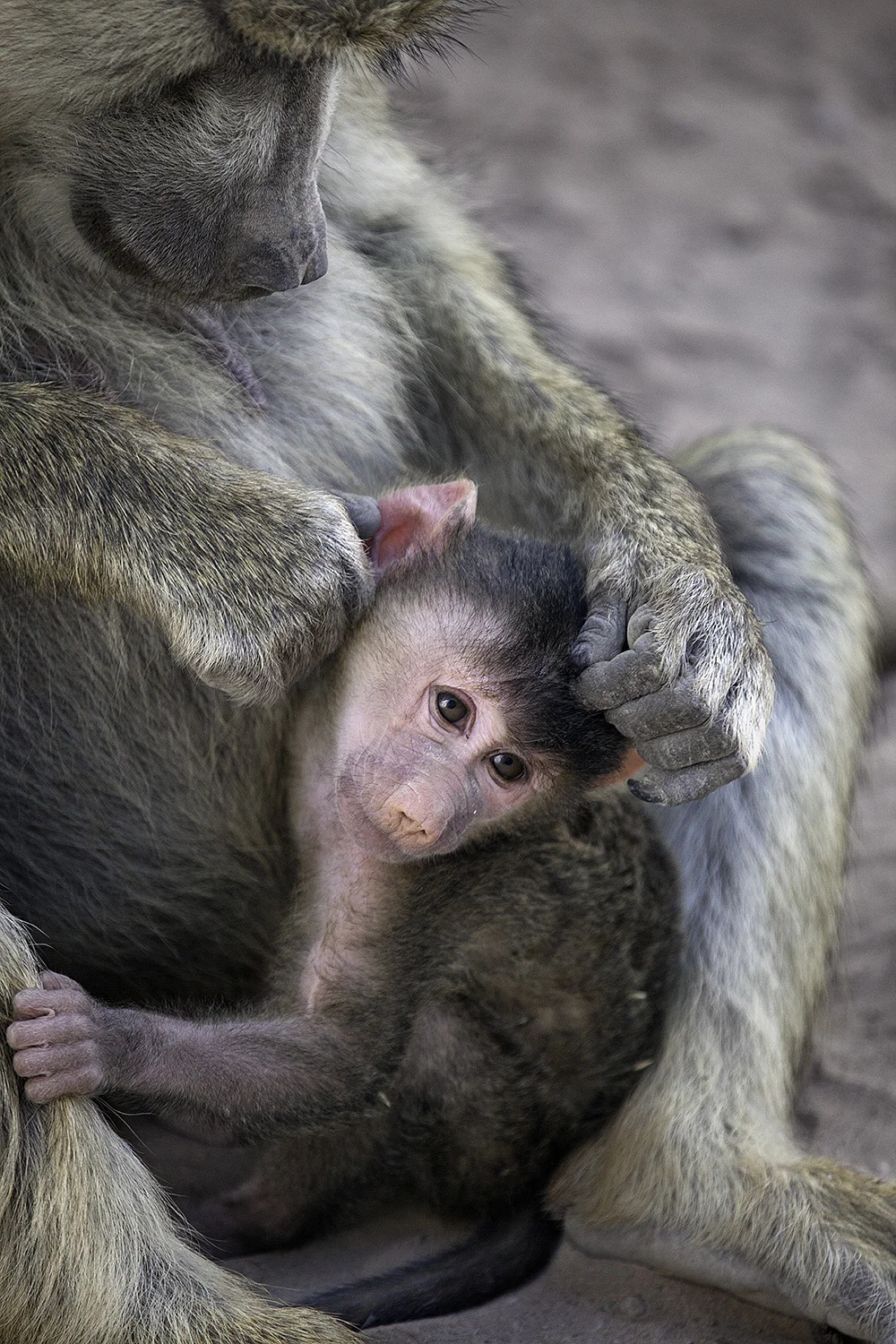 Yellow Baboon I- 191