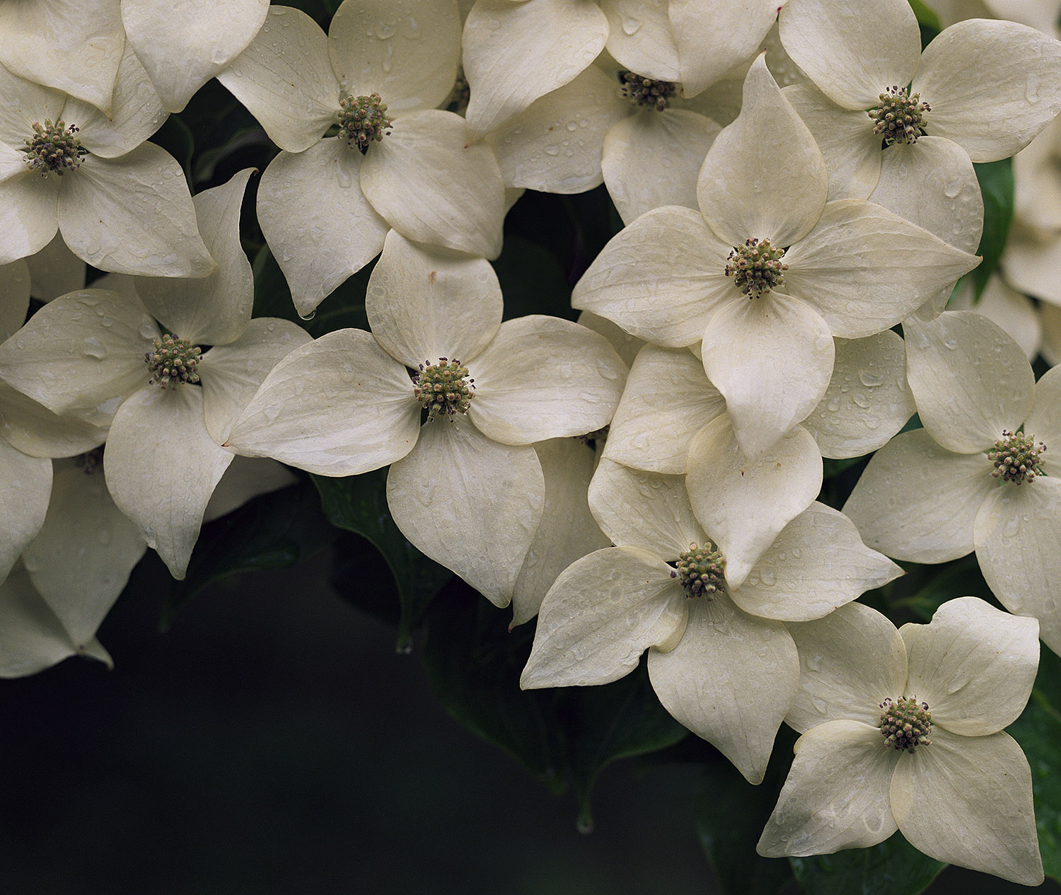 Dogwood In The Rain- 215