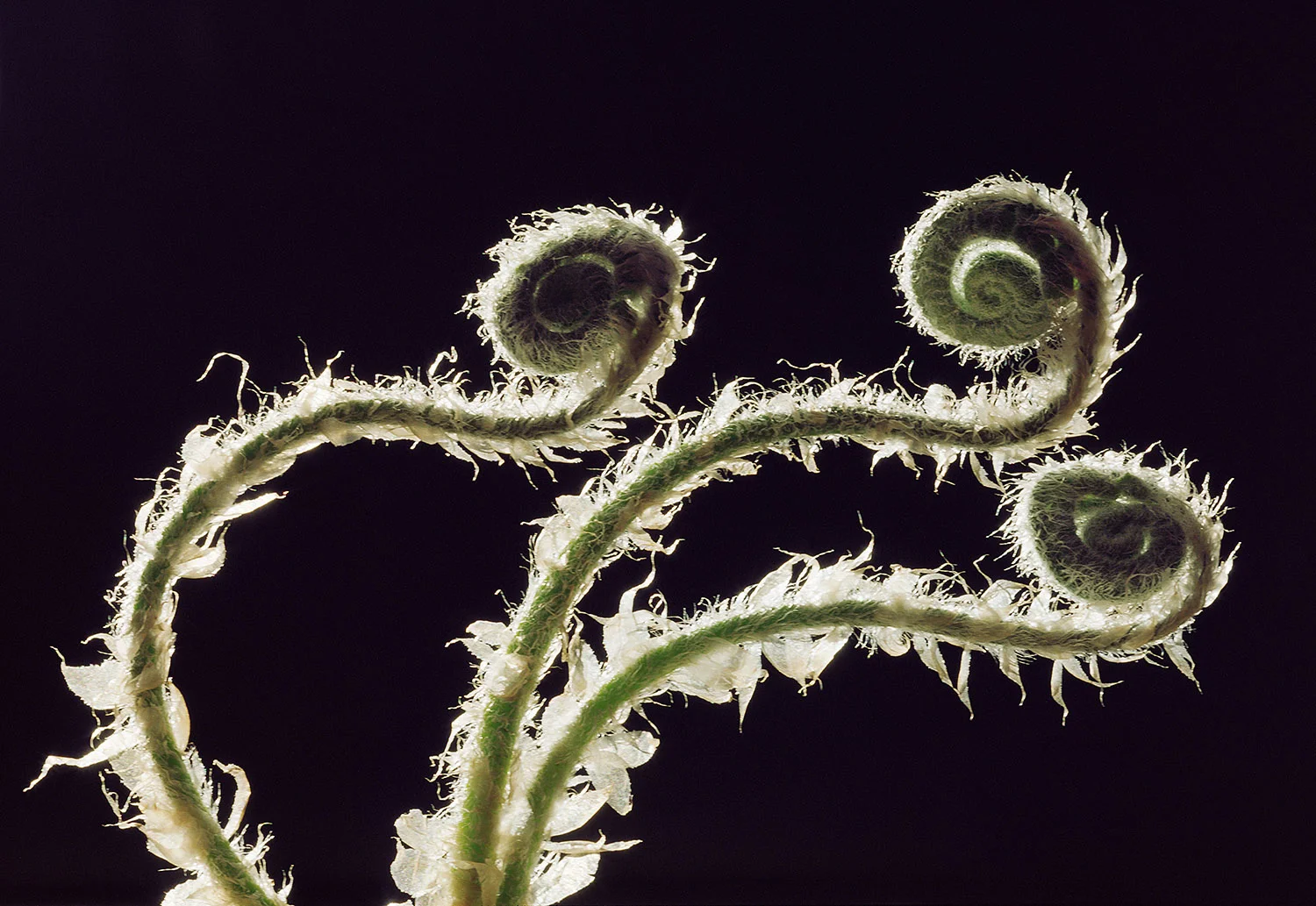 Fiddleheads III- 217