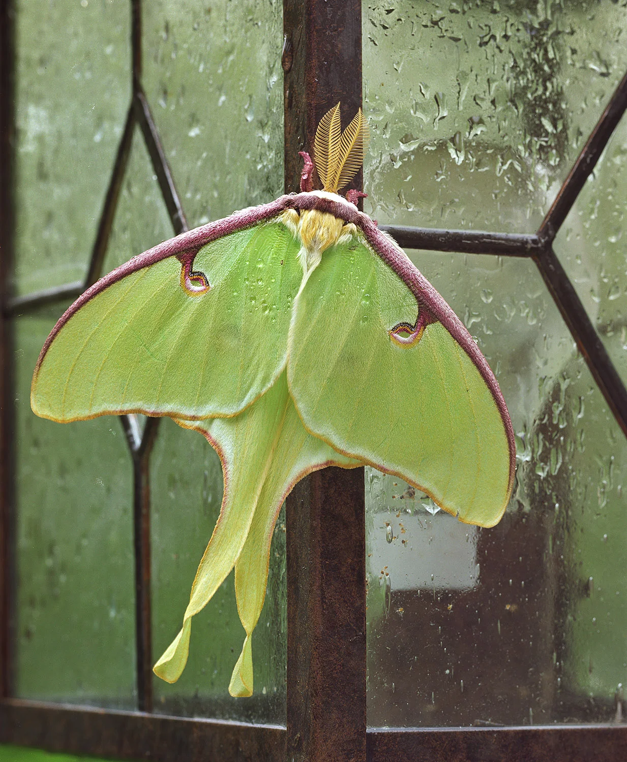 Leaded Lepidoptera- 219