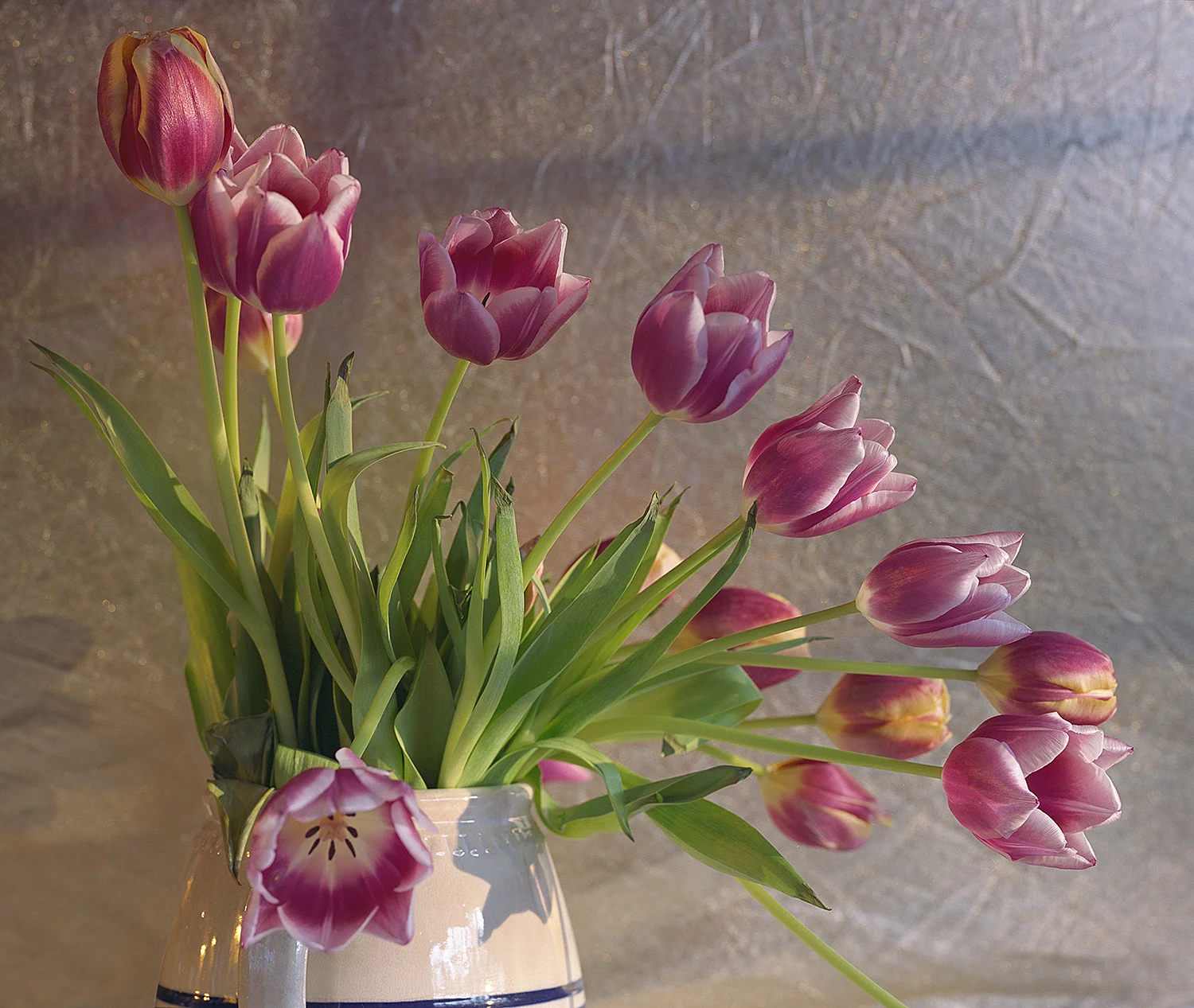 Tulips In The Morning Light- 222