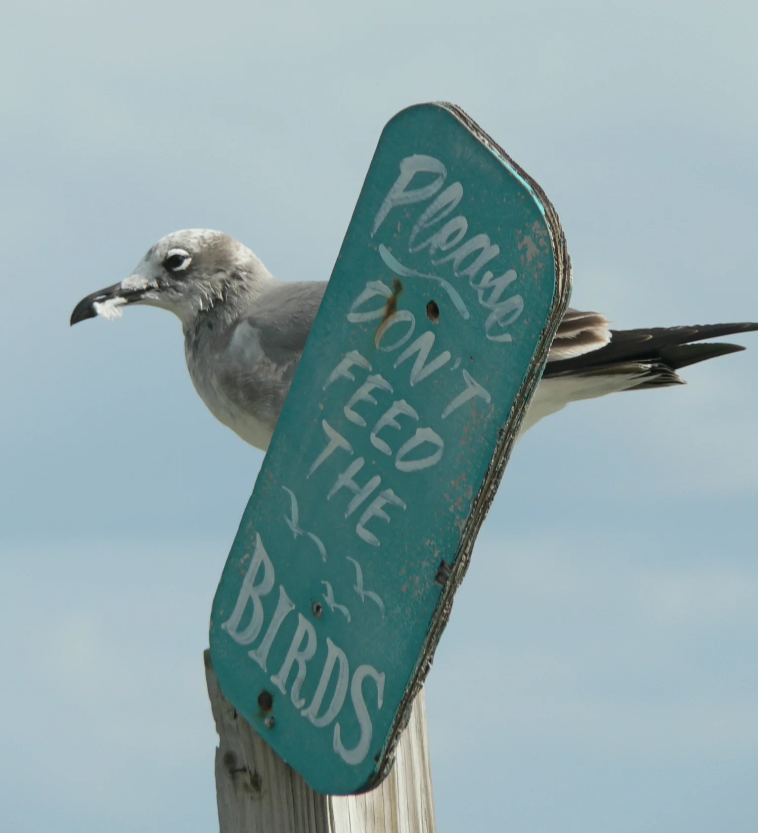 Don't Feed the Birds