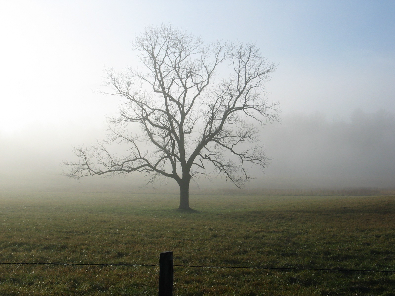 Morning Tree