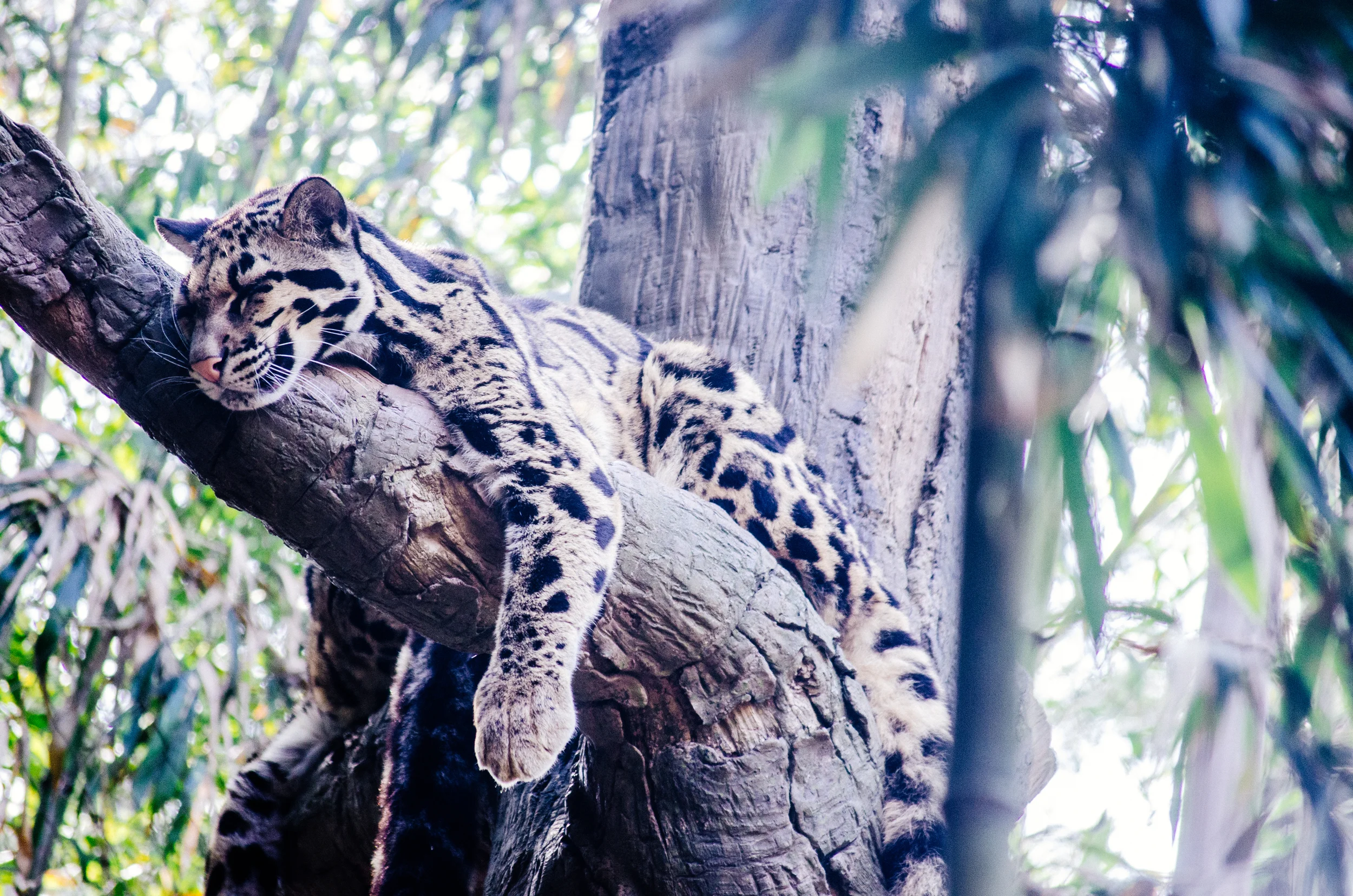 Nashville Zoo
