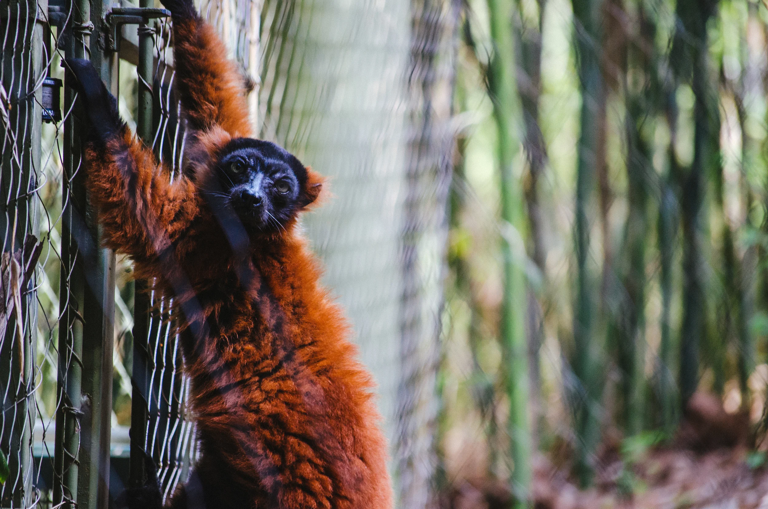 Nashville Zoo