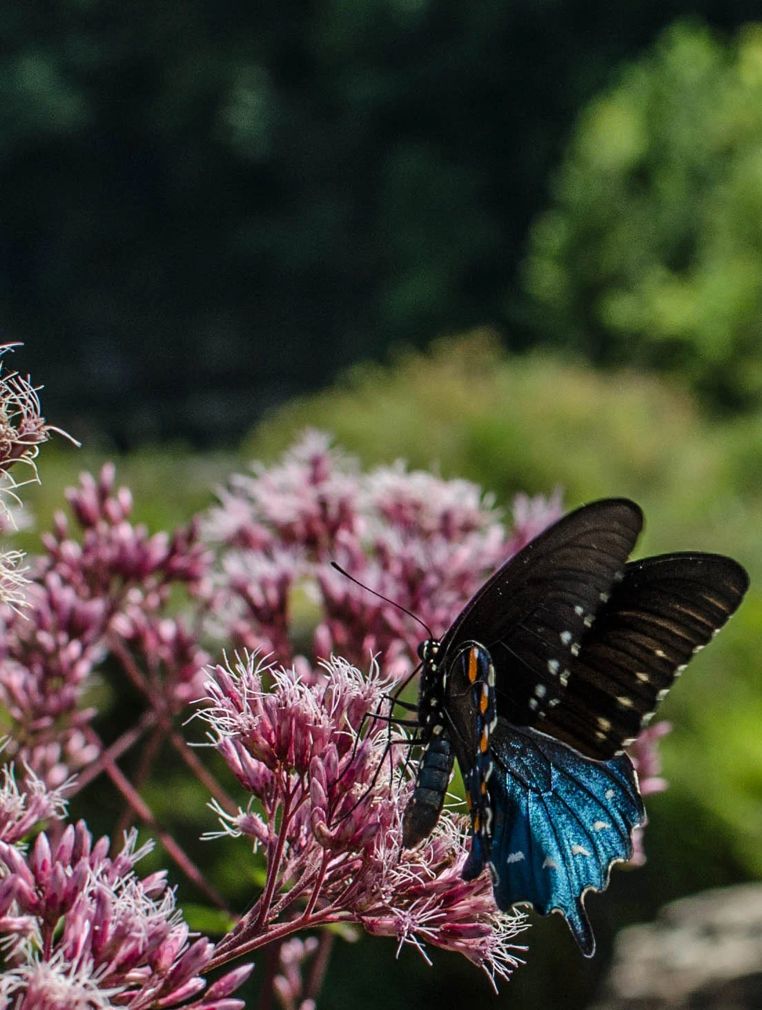 Butterfly and Flowers Rock Island, TN