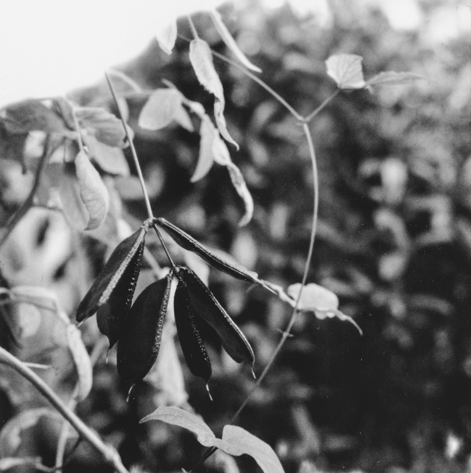 Test Shot (Beans)