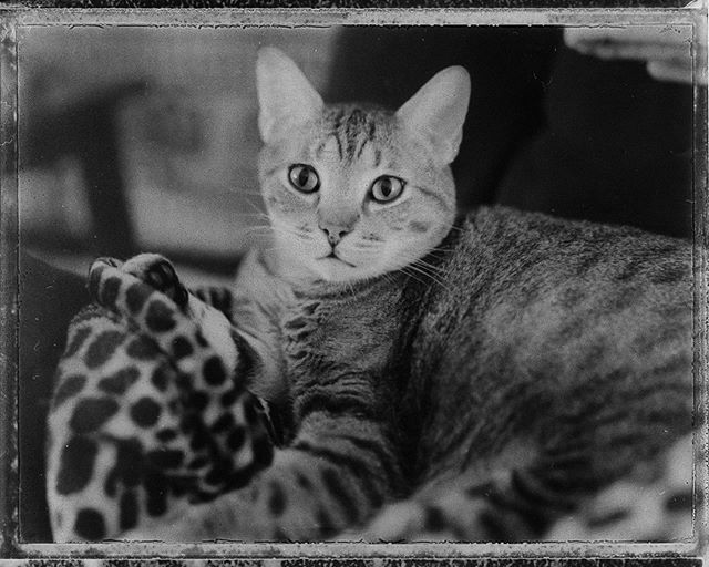 That one time I had a box of #fp100b and shot it with my #omegaview 
#filmisnotdead #filmcommunity #filmphotography #filmphotographic #staybrokeshootfilm #webelieveinfilm #analogtalkpodcast #savepackfilm #catsofinstagram #cat #franklintn #nashville