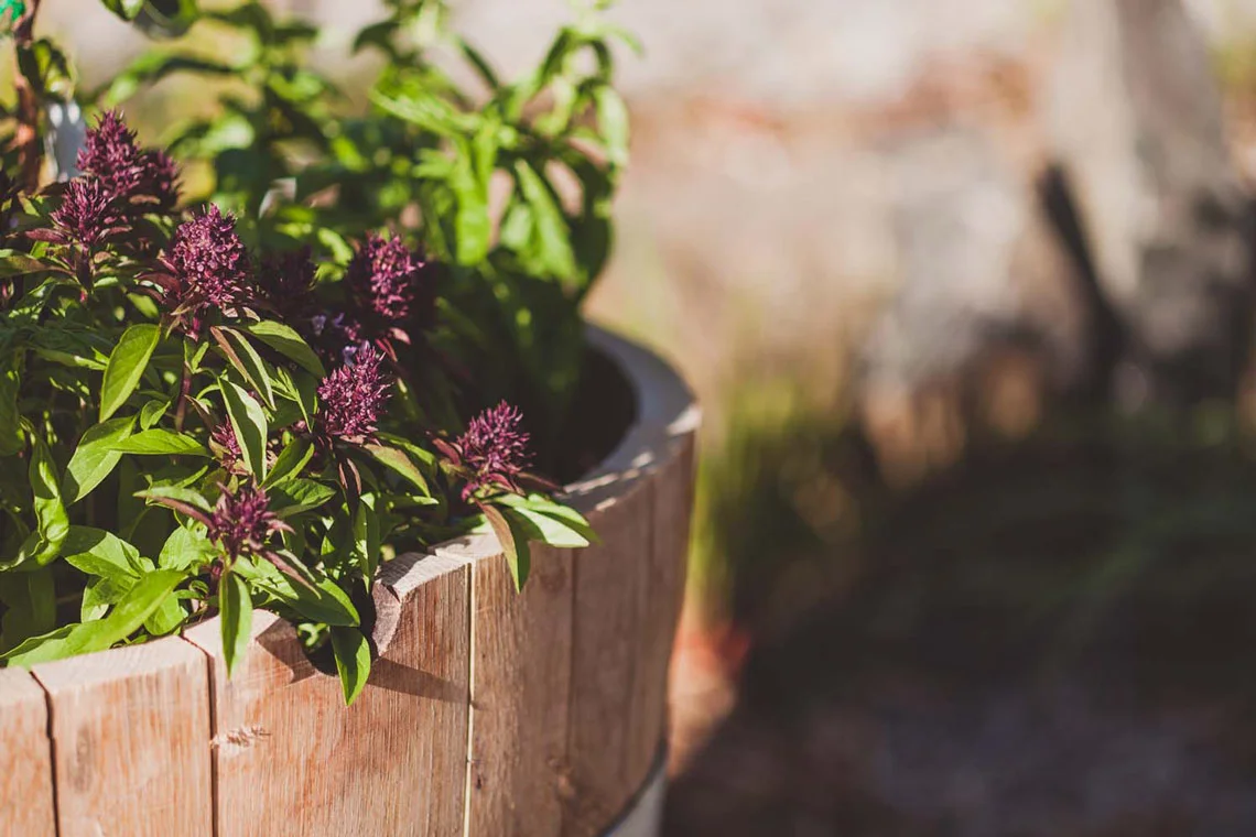 One-of-a-Kind-Apartments-herb-garden.jpg