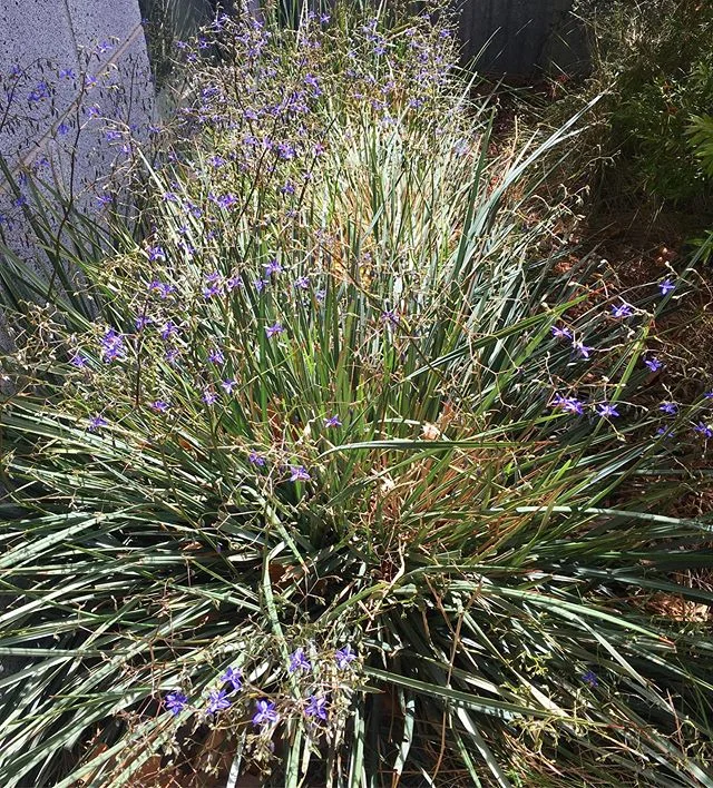 The native dianellas at @oneofakindapartments are proving to be a popular destination with the native yellow and black banded bees.