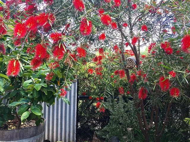 Our gardens are stunning this time year, providing the perfect urban eco-tourist experience. An opportunity to observe nature up close and enjoy the serenity this creates, while staying in the heart of Canberra. That’s what makes us #oneofakind