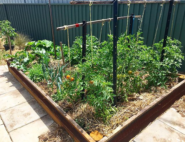 Our new veggie patch is growing nicely, with some of the leeks ready to be picked. #oneofakind #veggiepatch