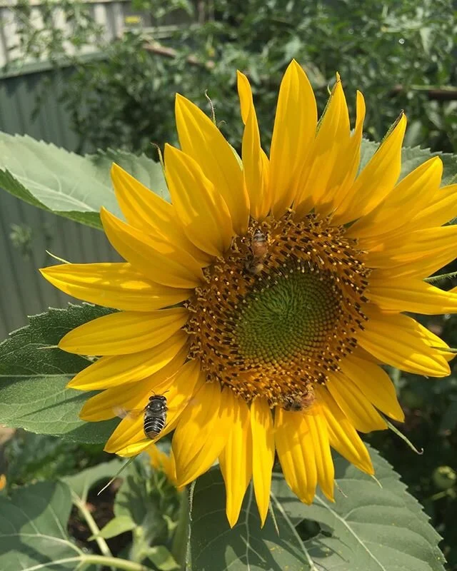 Doing our little bit for the bees at @oneofakindapartments