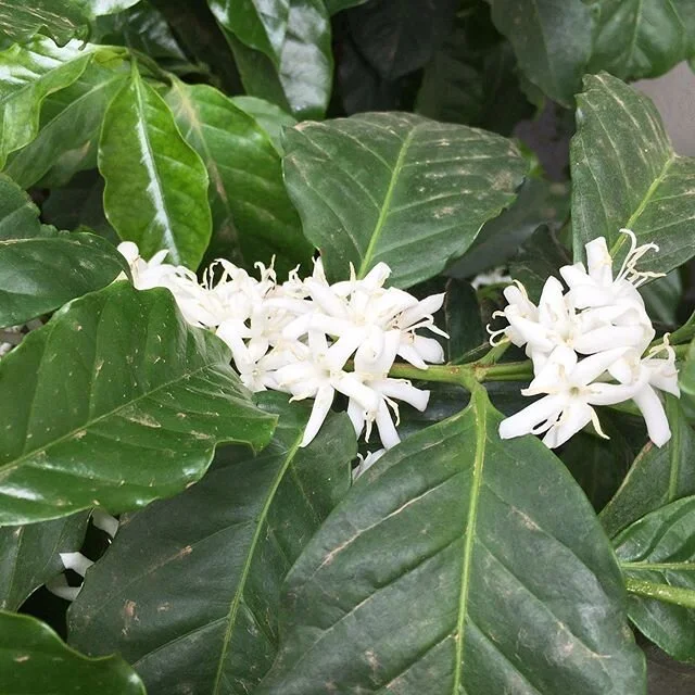 Can you identify this plant? Hint 1: not commonly seen in Canberra gardens. #canberra #plants