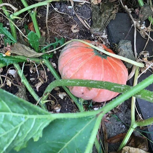 Pumpkin time! Looks like we have two varieties growing in our garden. Our recent rain has really helped the veggie patch! We have fresh basil and cucumber growing in the greenhouse for guests to pick too.