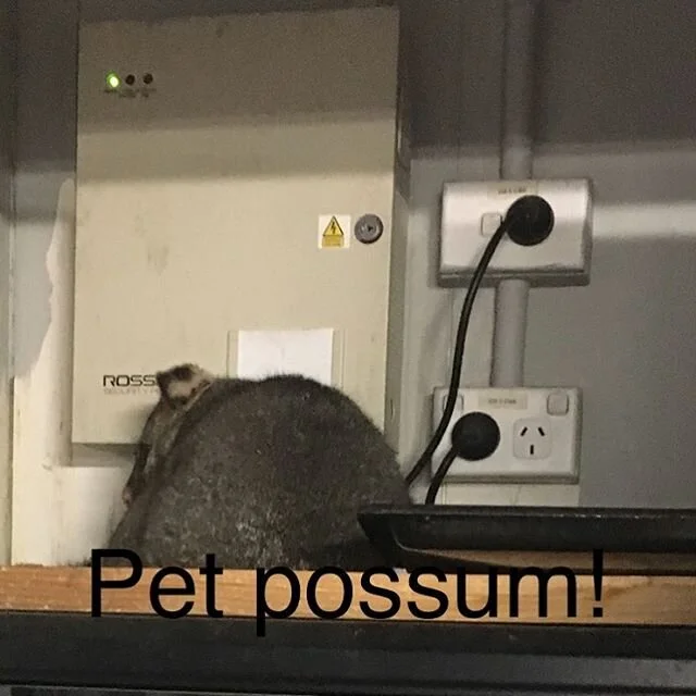 Look who’s sleeping on top of our computer!