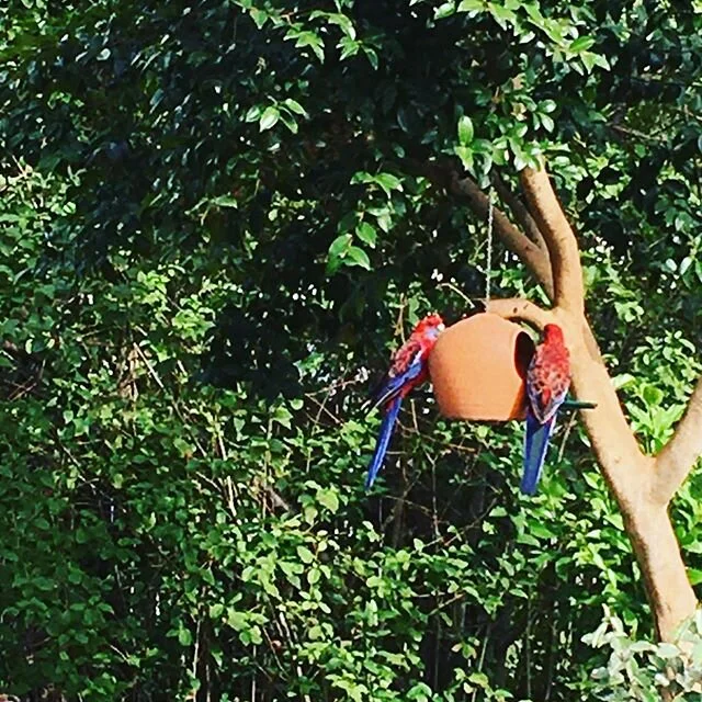 Loving regular visits from Crimson Rosellas to our bird feeder!