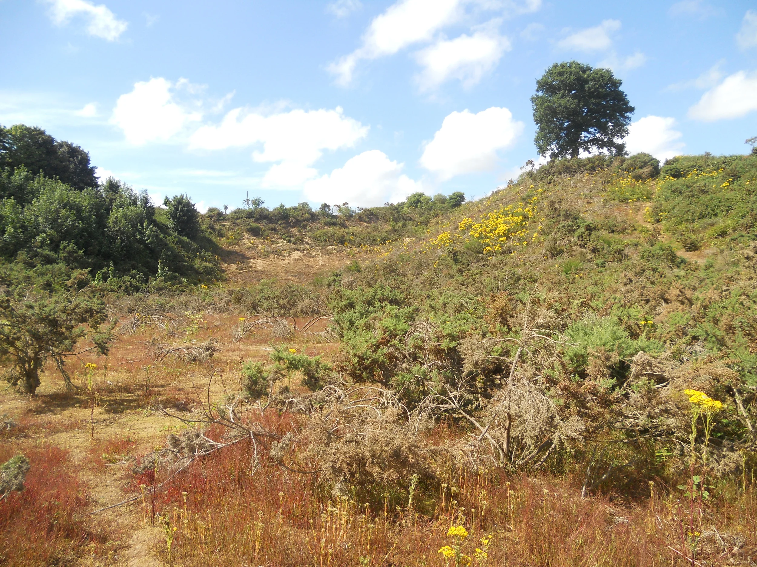 Smeeth Sandpit July 2013