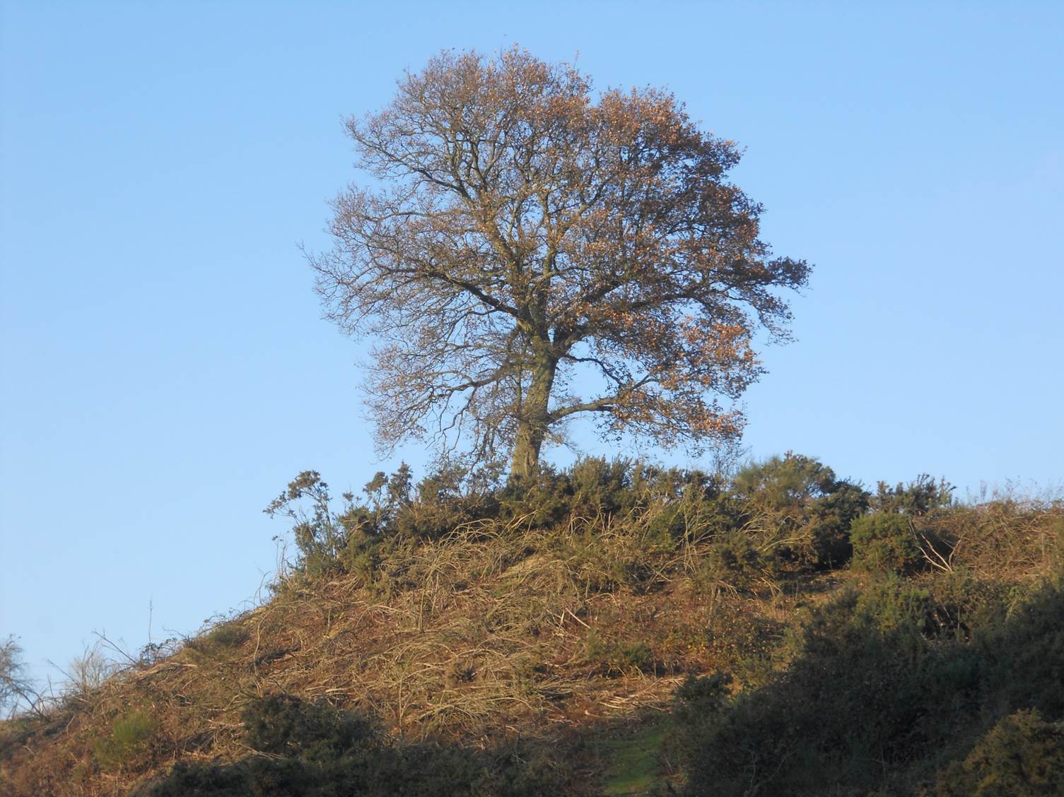 The Oak Tree 2013
