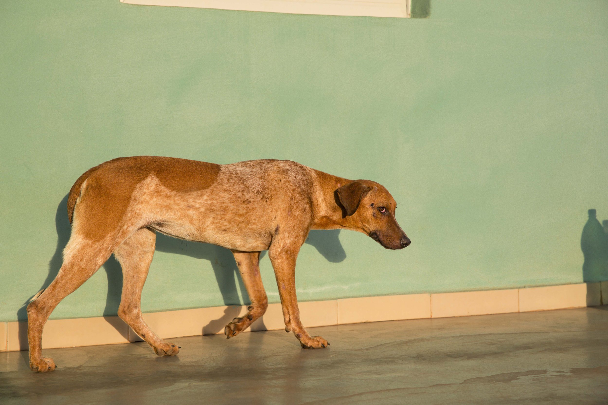 2_Brown Eyes (24x36).jpg