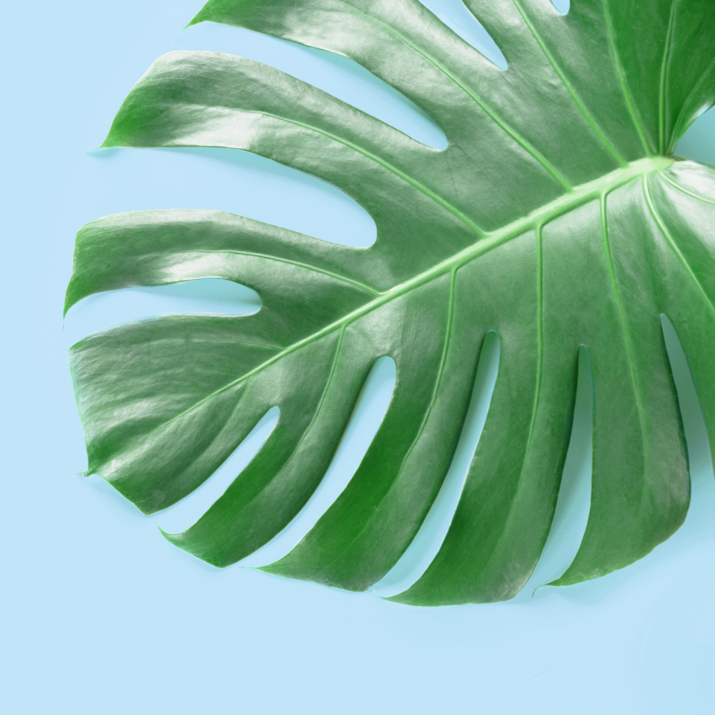iStock-1129330063.jpg