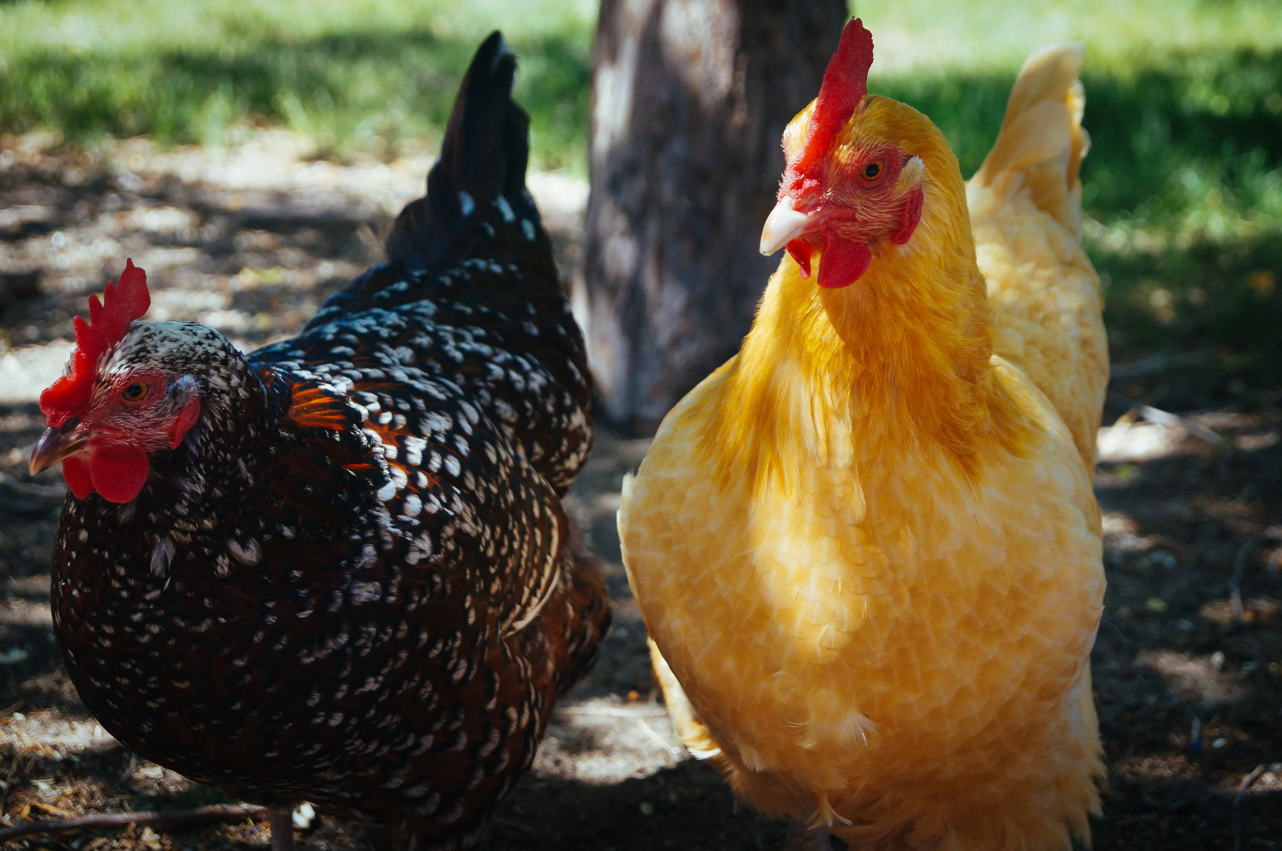 Chicks of the Jersey Shore (Season 2)