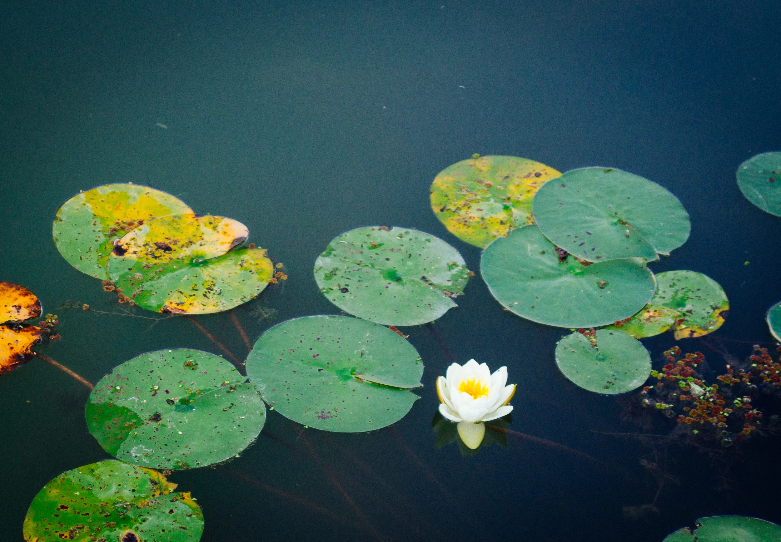 Botanic Gardens Part 1