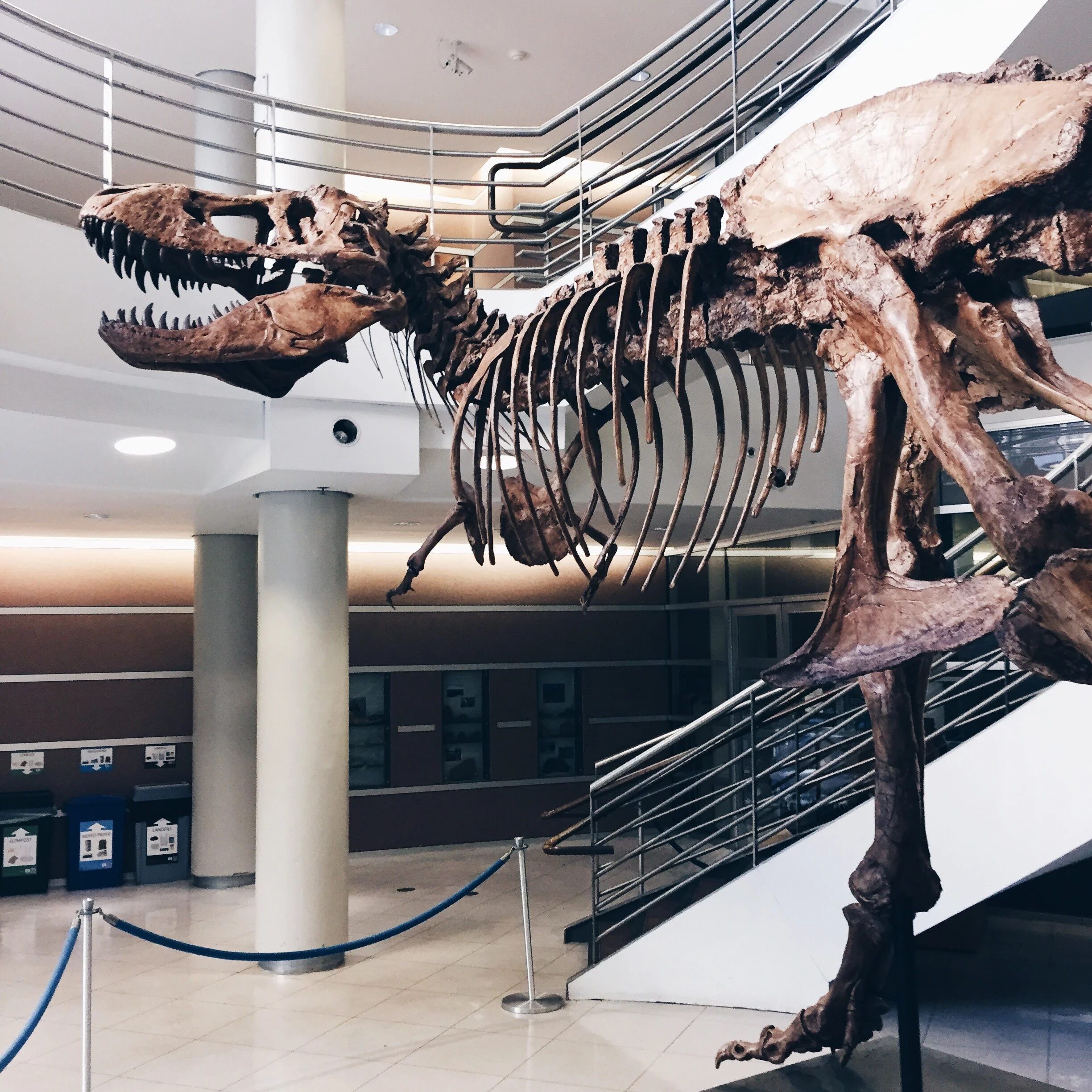 T-Rex at the UC Berkeley Paleontology Department 