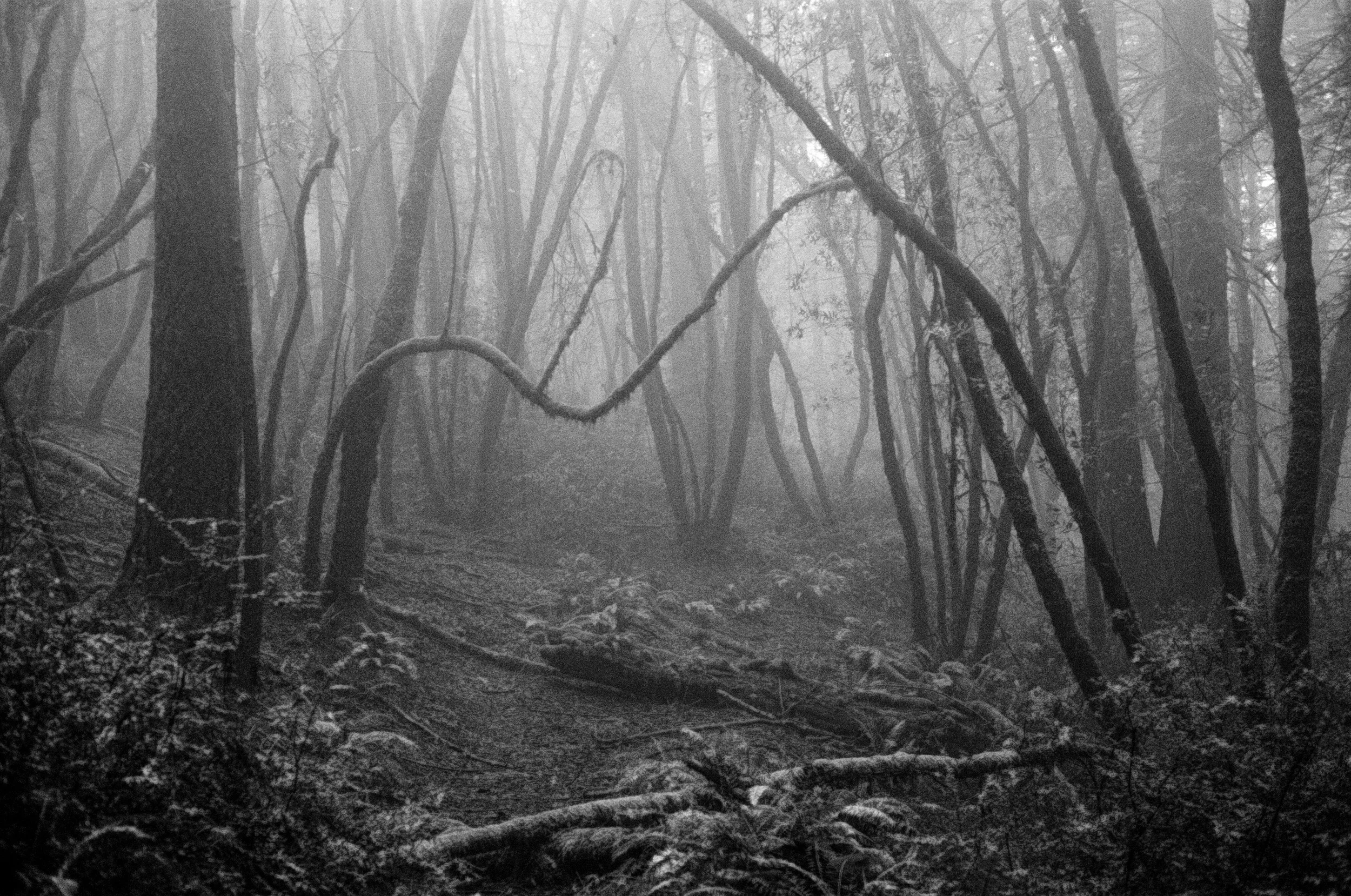 Muirwoods