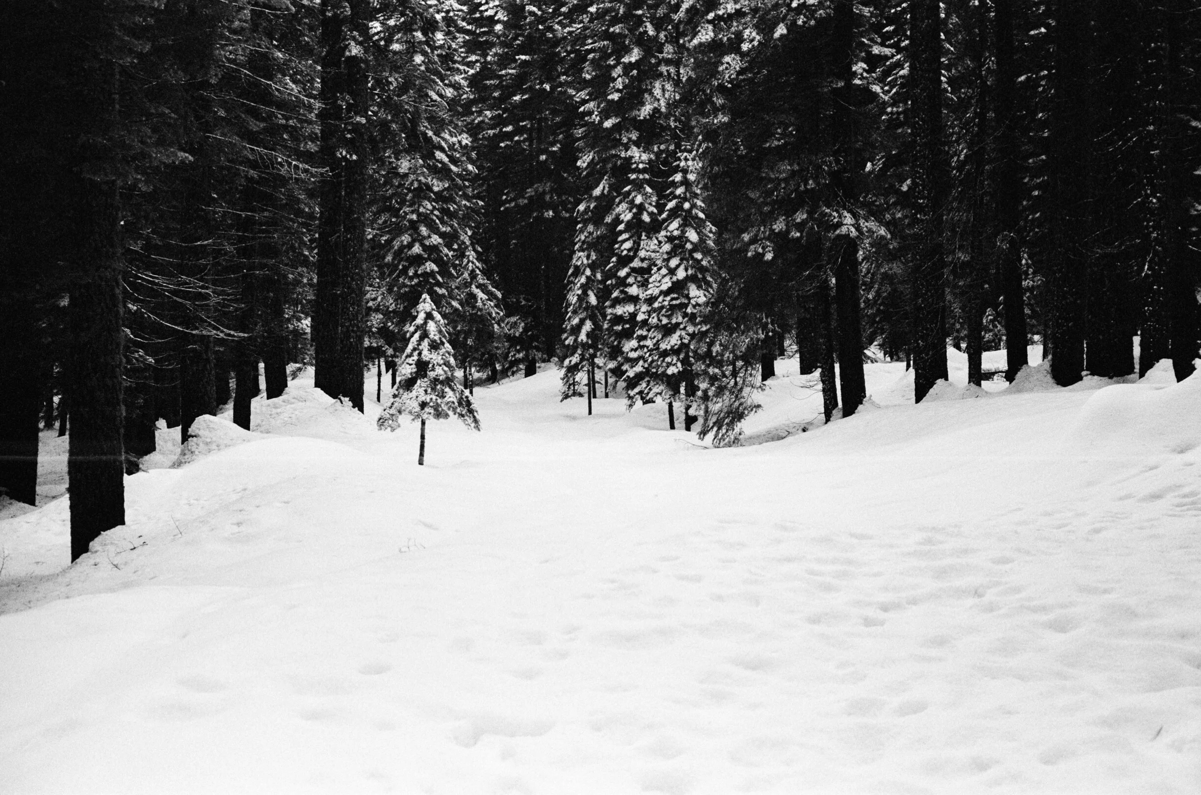 Yosemite snow