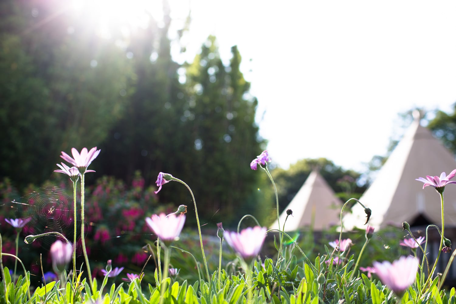 south-west-Wedding-Photographer-Mark-Barnes-Hallsannery_House_Wedding_Photography_Hannah&Stewart-20.jpg