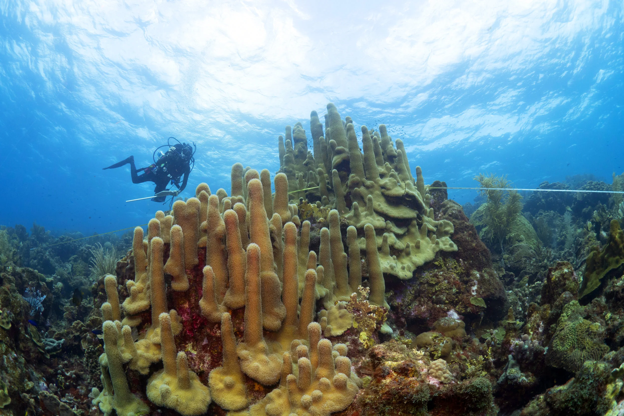 K Marhaver diving with Dendrogyra cylindrus Credit Elwin Bosch Ed.jpg
