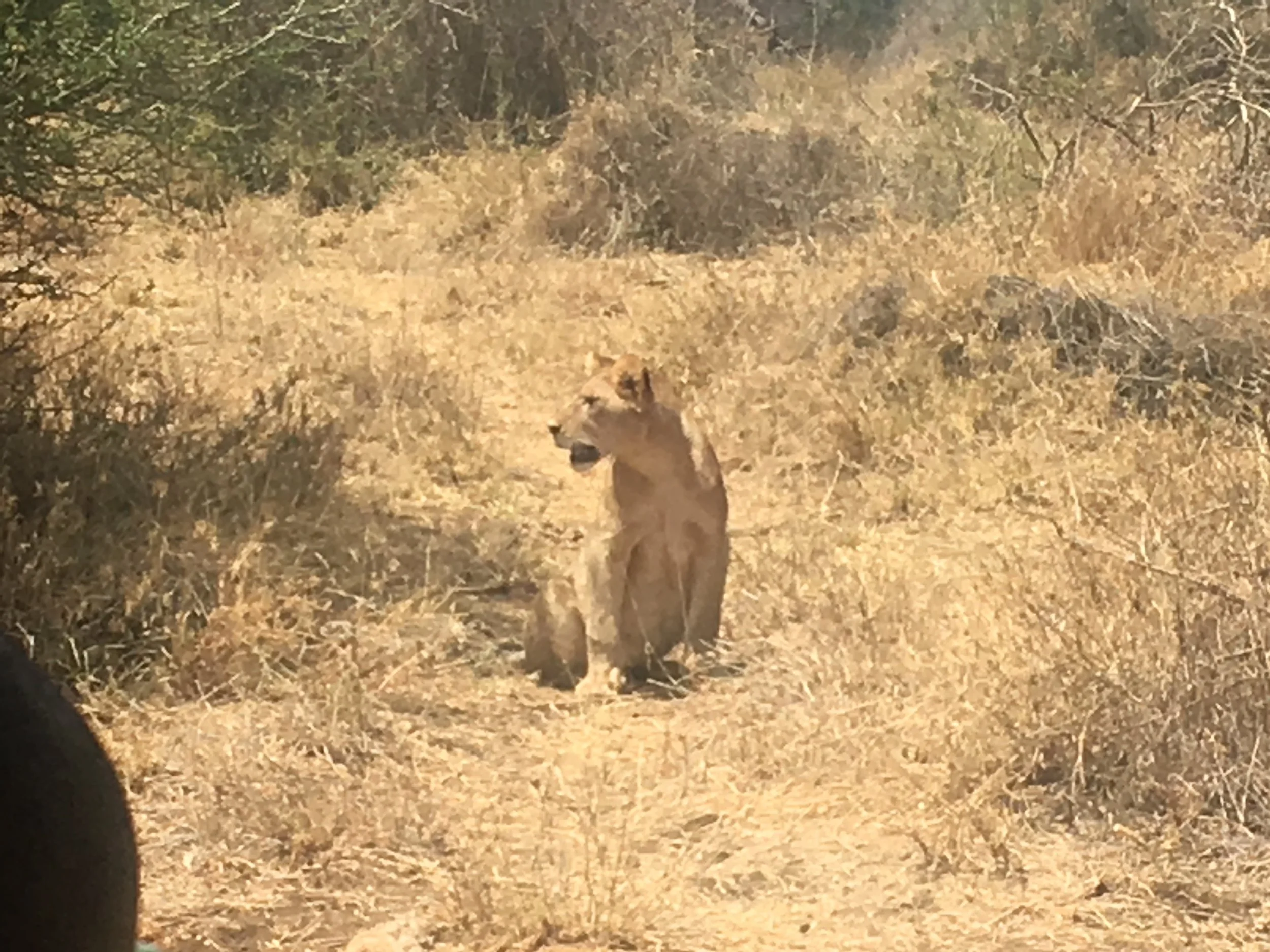 Saving the Lion Population in Kenya and Tanzania with the Lion Guardians