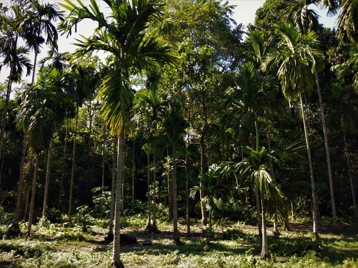 Using Gardens to Help India’s Tiger Population Grow