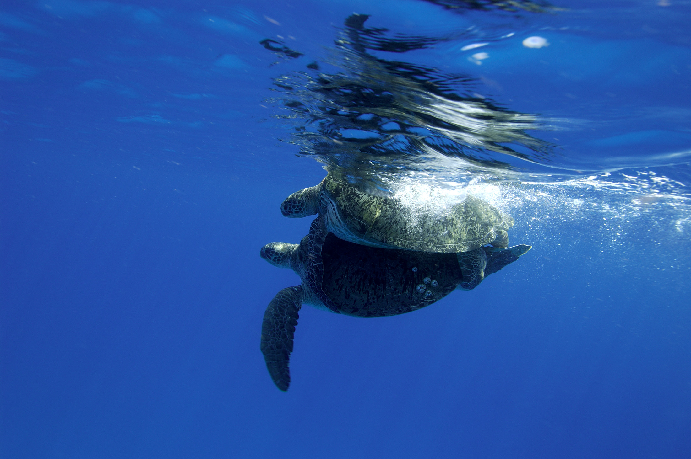 Addressing Plastic Pollution in the the Aldabra Atoll